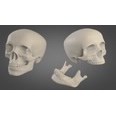 3d model the skull