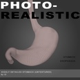 3d model the stomach- a part of the digestive syst